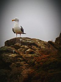 Low angle view of seagull perching on rock against clear sky