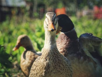 Close-up of birds on field