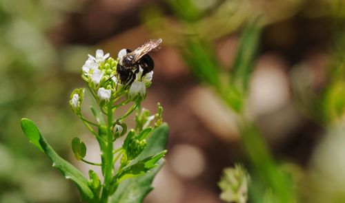 Close-up of insect on plant