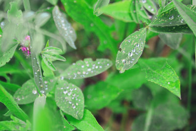 Close-up of water drops on leaves