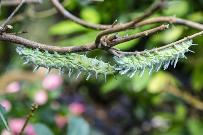 Close-up of flower growing on tree