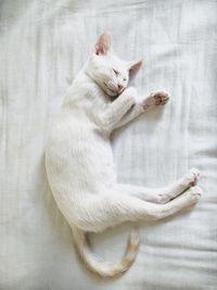Cat sleeping on bed