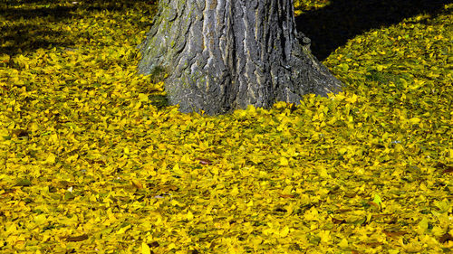 Close-up of yellow flowers on tree trunk