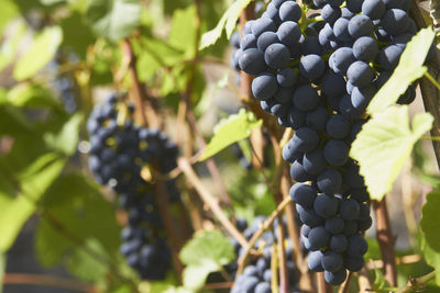 Close-up of grapes growing in vineyard