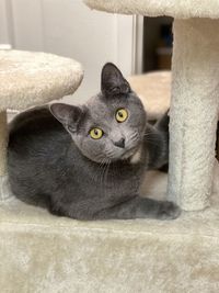 Portrait of cat relaxing at home