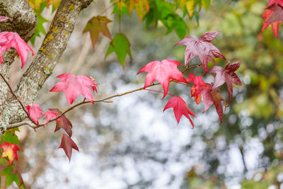 Low angle view of red maple leaves on tree