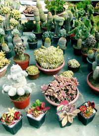 High angle view of potted plants for sale at market