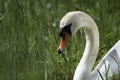 Swan in a field