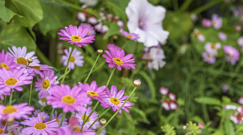 Close-up of pink flowering plants