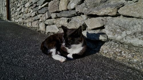 High angle view of stray cat relaxing on street against stone wall of house