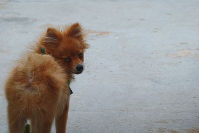 Portrait of dog standing