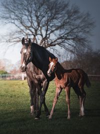 Horse in ranch