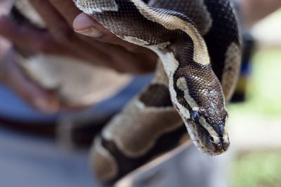 Close-up of butterfly