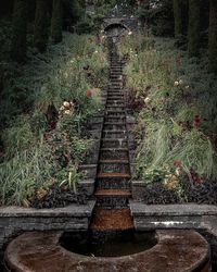 View of plants growing in park