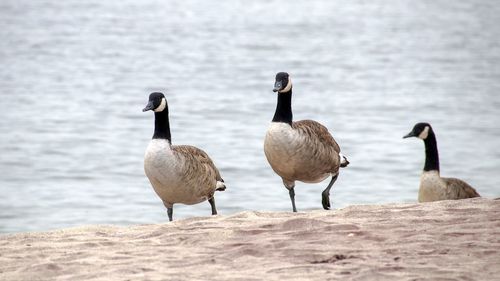 Flock of geese on beach