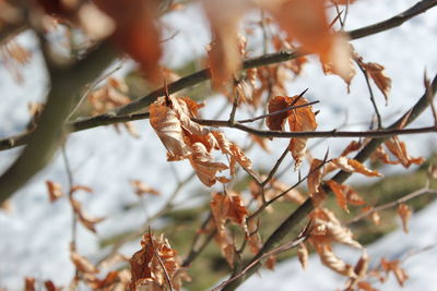 Close-up of bird perching on tree