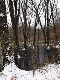Bare trees on snow covered field in forest