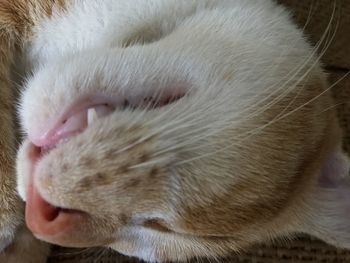 Close-up of cat