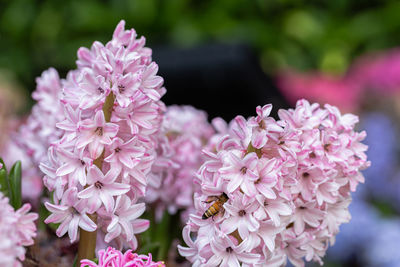 Close-up of pink flowering plant