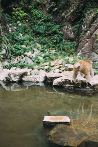 View of a drinking water from a lake