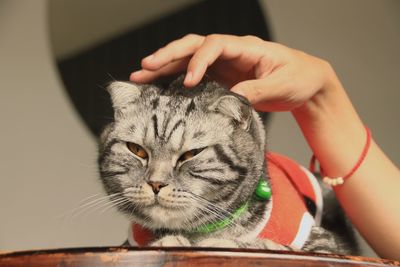 Close-up of hand holding cat