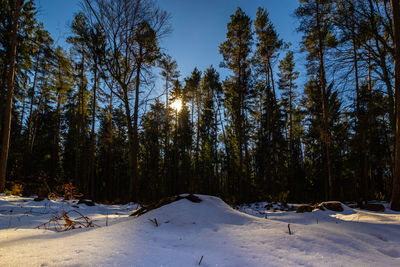 Trees on snow covered field against sky