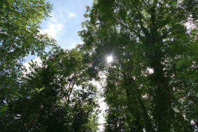 Low angle view of trees