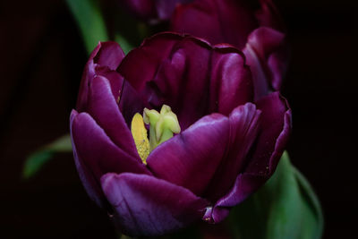 Close-up of pink rose against black background