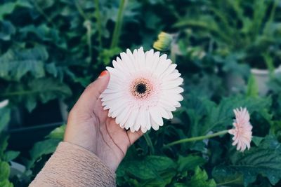 Close-up of hand holding flower