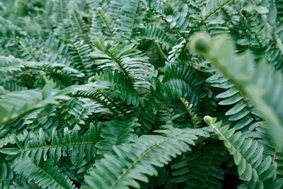 Close-up of green leaves