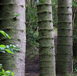 Moss growing on tree trunk