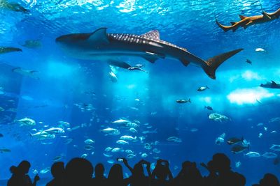 Group of people in aquarium