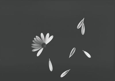 Close-up of white flower against black background