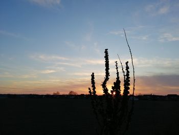 Silhouette plants on field against sky during sunset