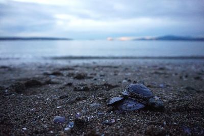 Close-up of crab on beach against sky