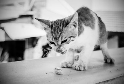 Close-up of cat sitting on table