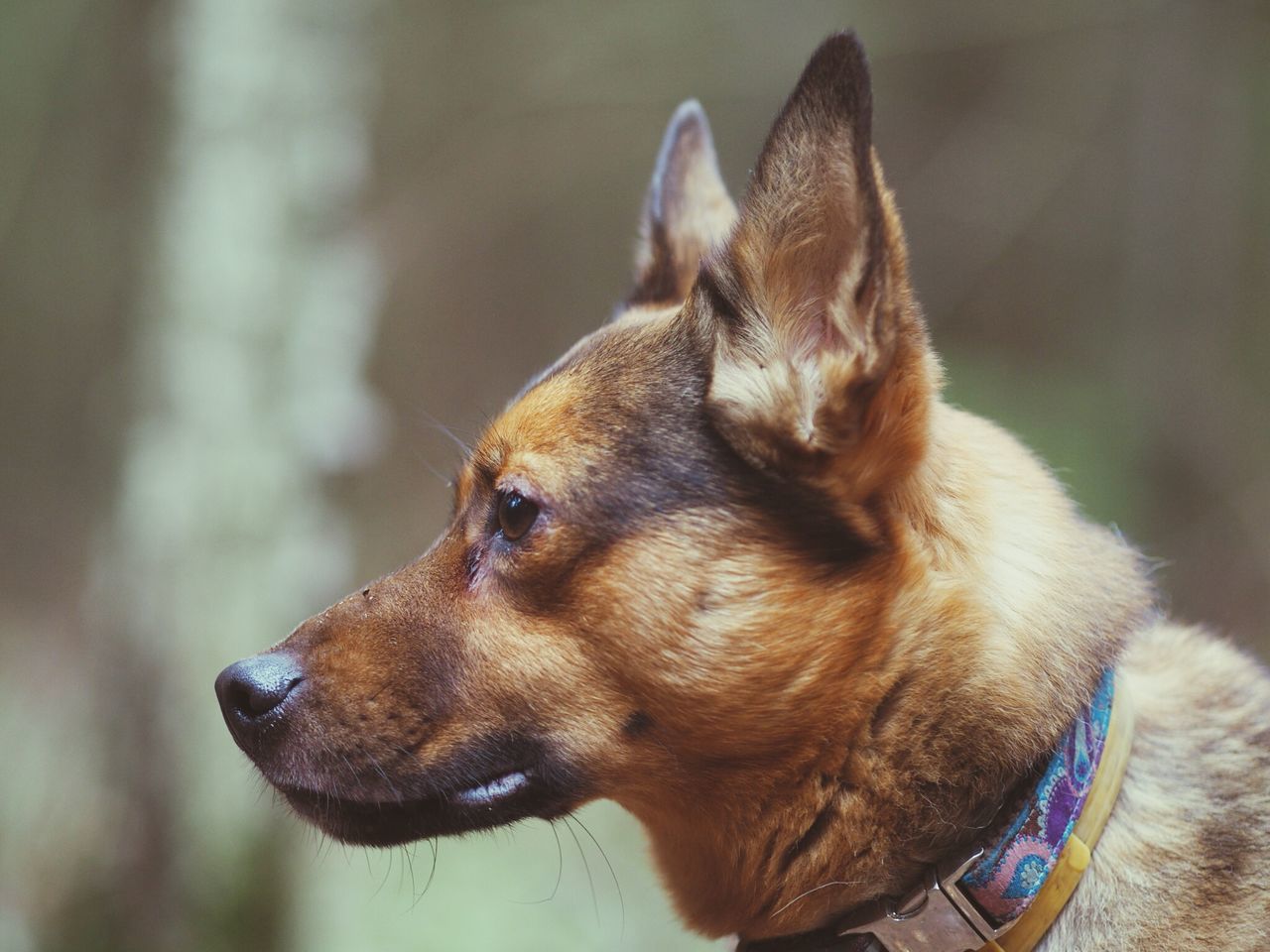 dog, domestic animals, pets, animal themes, one animal, mammal, focus on foreground, close-up, animal head, relaxation, brown, animal body part, no people, resting, indoors, pet collar, lying down, day, zoology, looking away