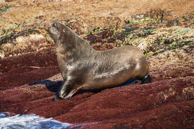 Australian fur seal  montague island, australia.