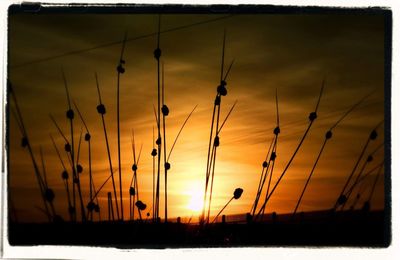 Silhouette of plants at sunset