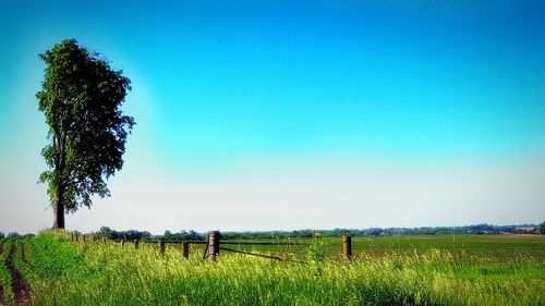 Scenic view of field against clear sky