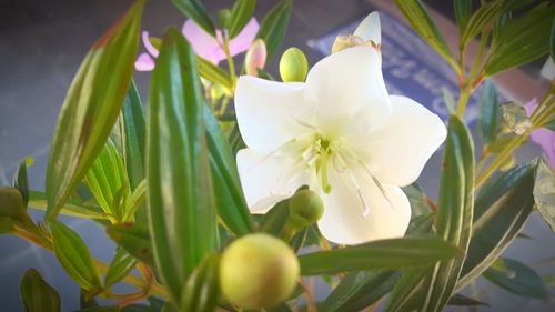 Close-up of white frangipani blooming outdoors