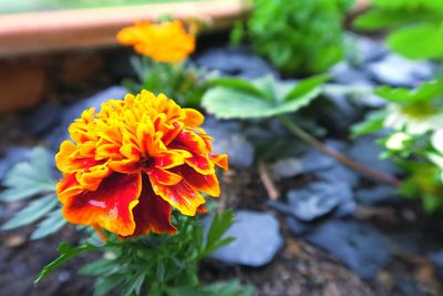 Close-up of orange marigold blooming outdoors