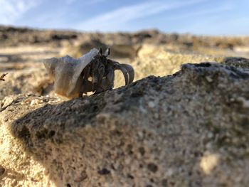 Close-up of animal skull on rock