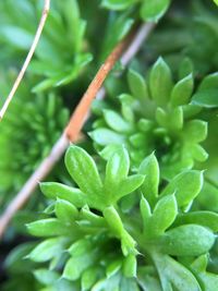 Close-up of green leaves