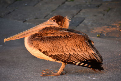 Close-up of bird