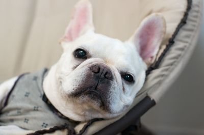 Close-up portrait of dog