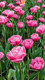 Close-up of pink flowering plants