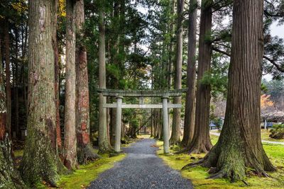 Trees in forest