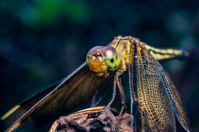 Close-up of yellow dragonfly