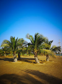 Palm trees against clear blue sky